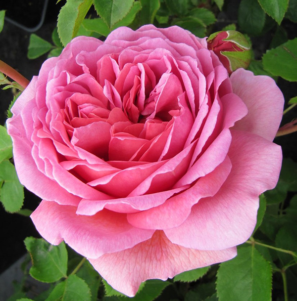 Hoa hồng Alexandra of Kent Rose