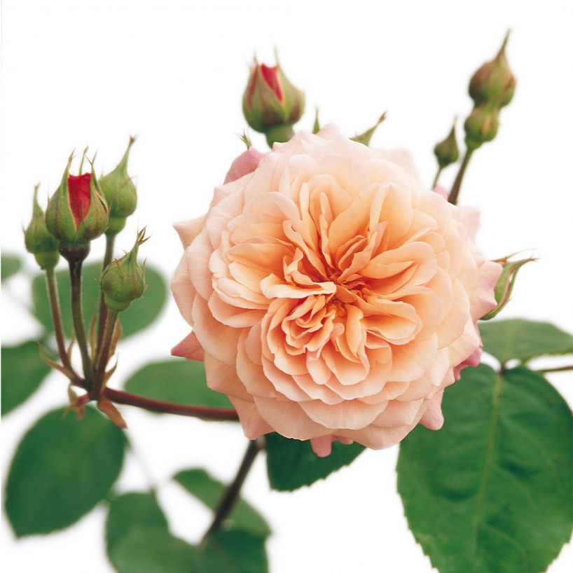 Hoa hồng ngoại Leander Rose