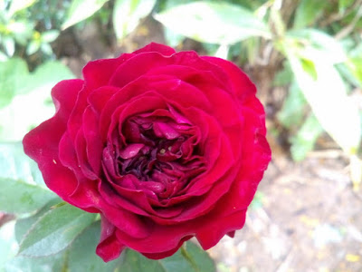 Hoa hồng leo Monalisa Rose