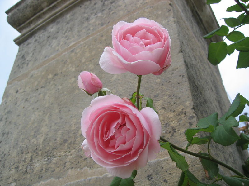 Hoa hồng leo Nahema Rose