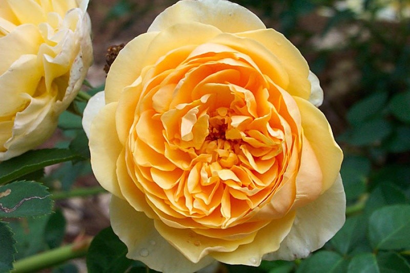 Hoa hồng leo Golden Celebration Rose