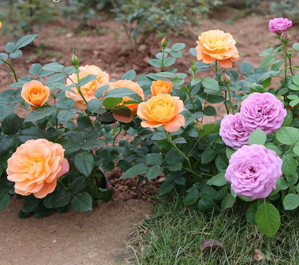 Hoa hồng ngoại Tezza