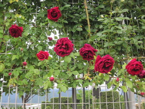 Hoa hồng leo cổ Hải Phòng