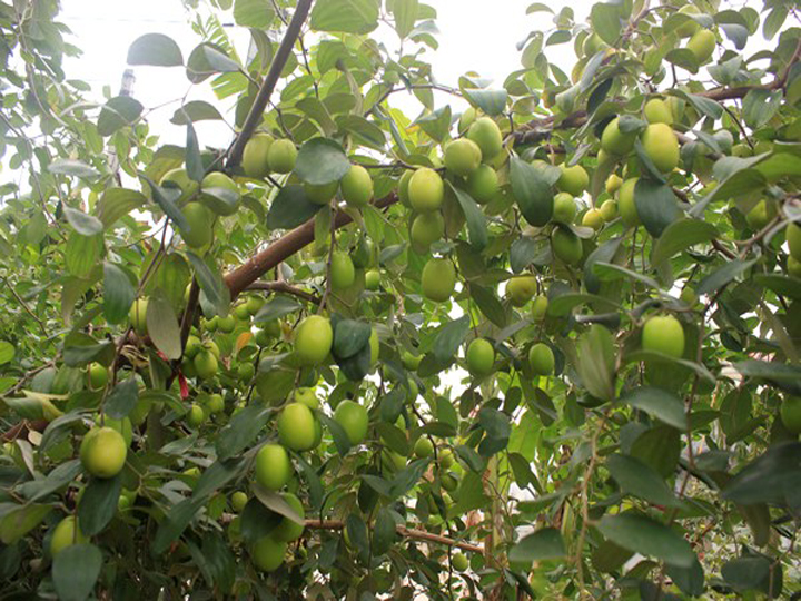 Cách trồng và chăm sóc cây táo đại