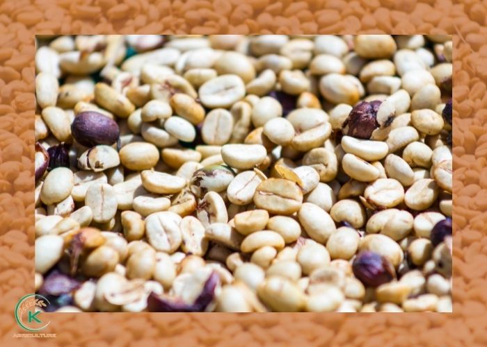 Washed Arabica bean and things you need to know