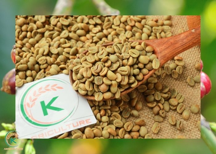 Robusta coffee beans wholesale and things to know