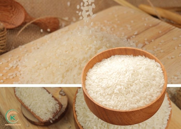 Wholesale Vietnamese Jasmine rice: A market to gain profits